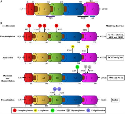 Posttranslational Modifications of Pyruvate Kinase M2: Tweaks that Benefit Cancer